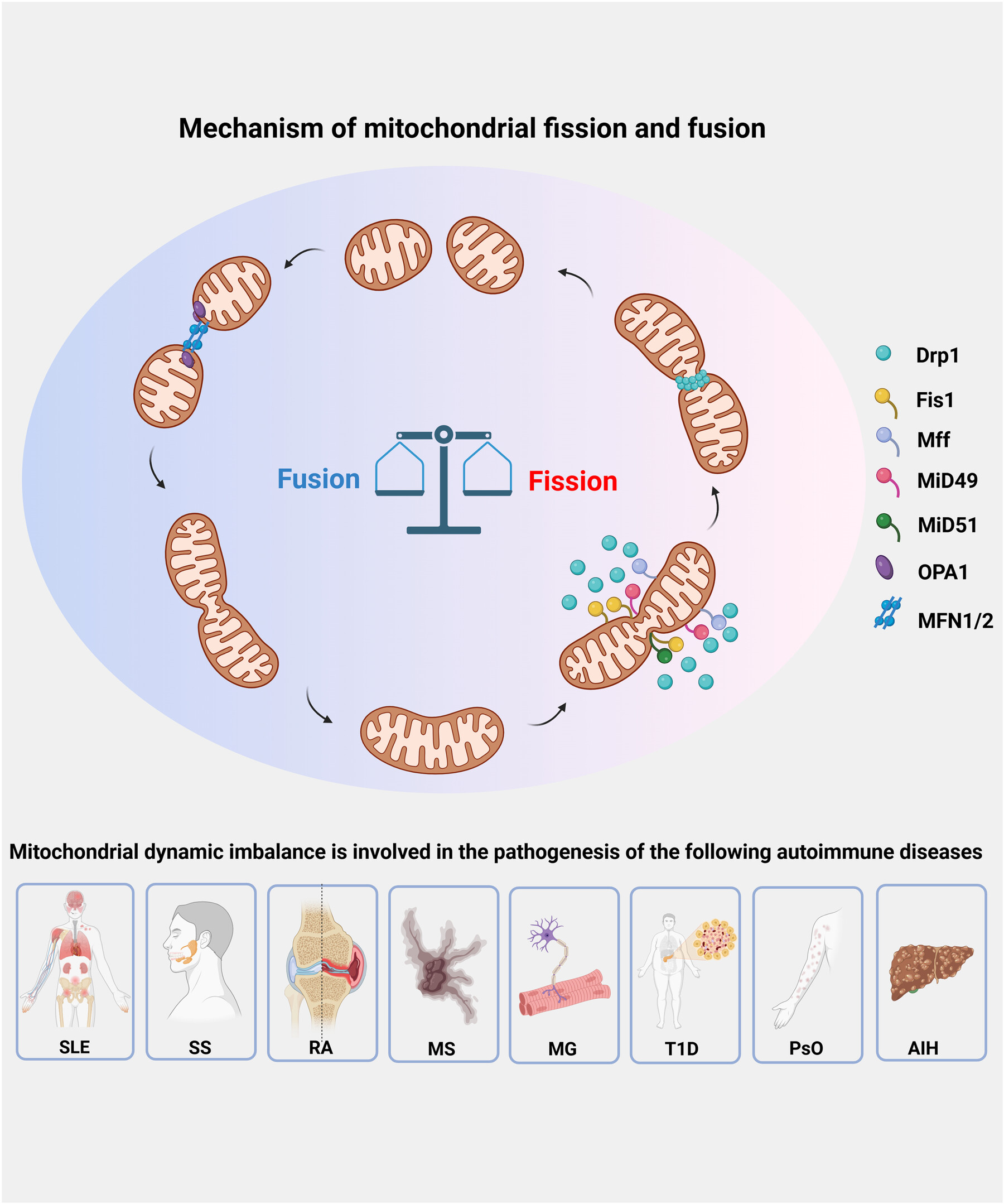 Mitochondrial dynamics in autoimmune diseases Issue ,