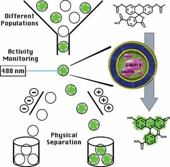 Sorting Catalytically Active Polymersome Nanoreactors by Flow Cytometry