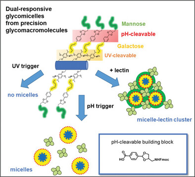 Synthesis of Dual-Responsive Amphiphilic Glycomacromolecules: Controlled Release of Glycan Ligands via pH and UV Stimuli