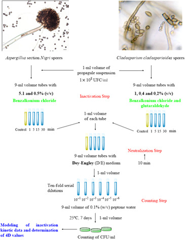 Antifungal action of quaternary ammonium compounds against environmental molds isolated from food industries