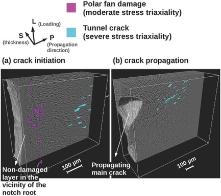 3D Damage Micromechanisms in Polyamide 6 Ahead of a Severe Notch Studied by In Situ Synchrotron Laminography