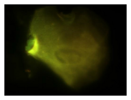Details are in the caption following the image Details are in the caption following the image