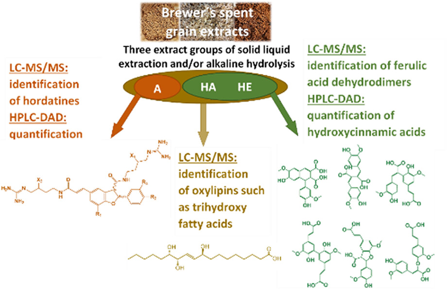 Characterization of brewer's spent grain extracts by tandem mass spectrometry and HPLC-DAD: Ferulic acid dehydrodimers, phenolamides, and oxylipins