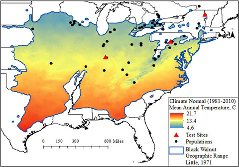 Ecological genetics of Juglans nigra: Differences in early growth patterns of natural populations