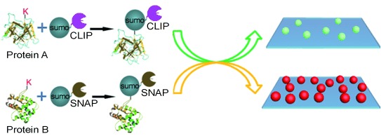 Simultaneous Measurement of SUMOylation using SNAP/CLIP-Tag-Mediated Translation at the Single-Molecule Level