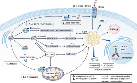 AUP1 regulates lipid metabolism and induces lipid accumulation to accelerate the progression of renal clear cell carcinoma