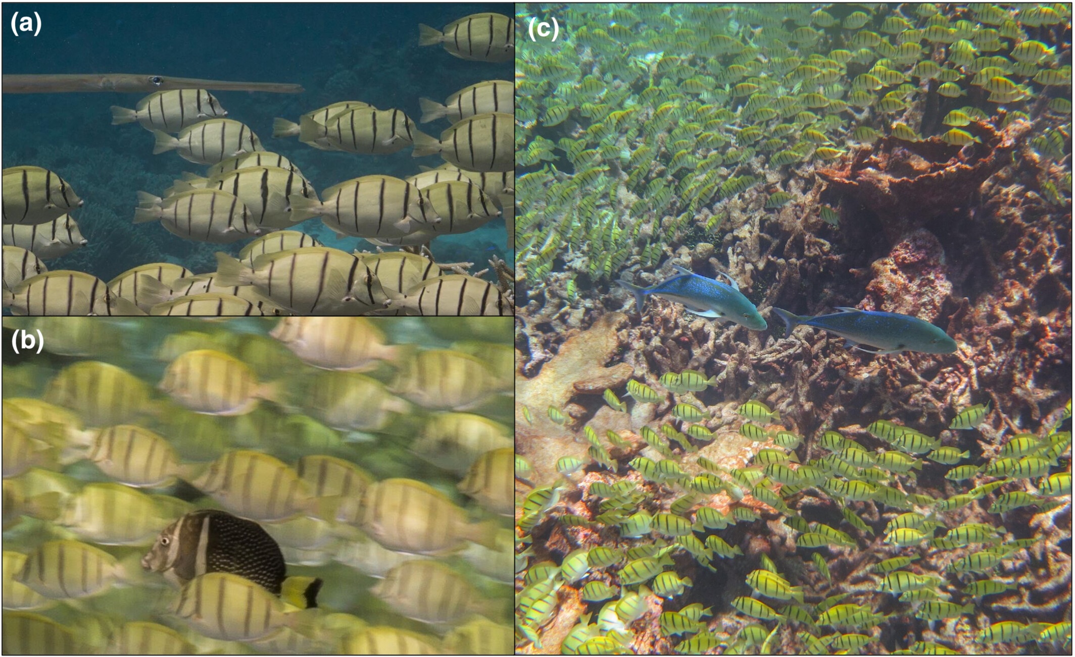 Differences in the behavior and diet between shoaling and solitary surgeonfish (Acanthurus triostegus)