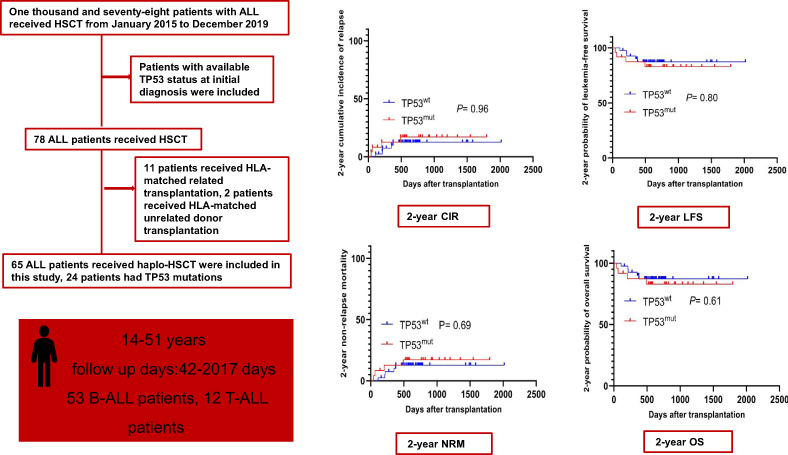 Mutation of the TP53 gene in acute lymphoblastic leukemia does not affect survival outcomes after haploidentical hematopoietic stem cell transplantation