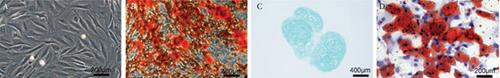 Details are in the caption following the image Details are in the caption following the image