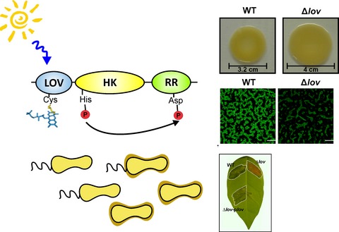 Bacterial Photosensory Proteins and Their Role in Plant–pathogen Interactions