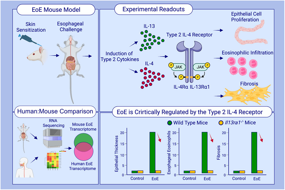 Epithelial cell-expressed type II IL-4 receptor mediates eosinophilic esophagitis