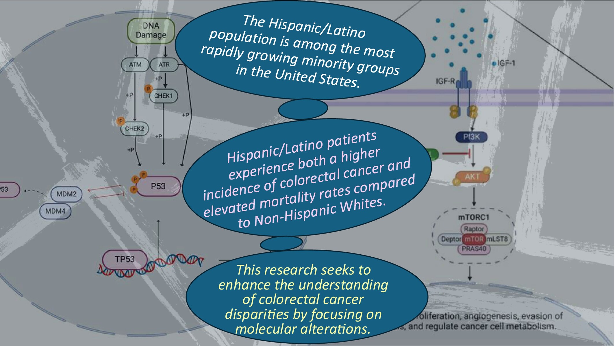 Detecting PI3K and TP53 Pathway Disruptions in Early-Onset Colorectal Cancer Among Hispanic/Latino Patients