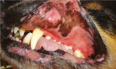 Mucous membrane pemphigoid in dogs: a retrospective study of 16 new cases