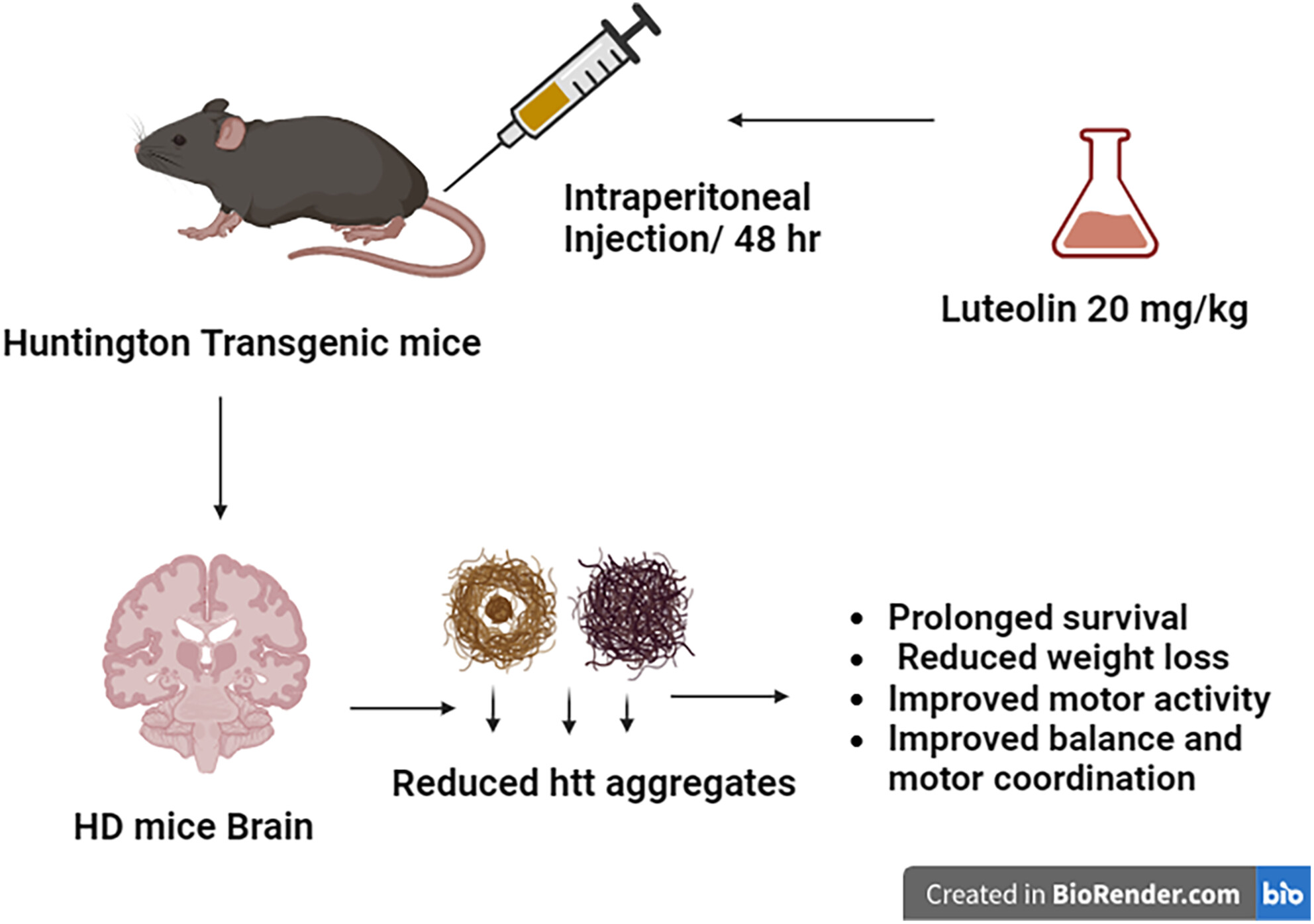 Luteolin as potential treatment for Huntington's disease: Insights from a transgenic mouse model