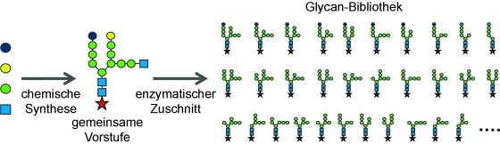 Top-Down Chemoenzymatic Approach to a High-Mannose-Type Glycan Library: Synthesis of a Common Precursor and Its Enzymatic Trimming