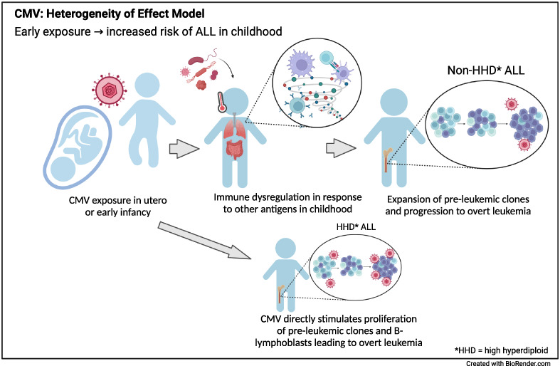 Associations between early-life and in utero infections and cytomegalovirus-positive acute lymphoblastic leukemia in children