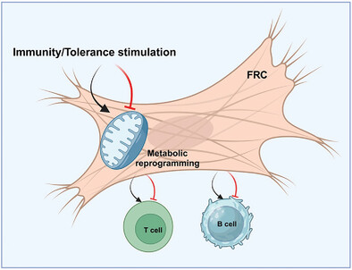Metabolic Reprogramming of Fibroblastic Reticular Cells in Immunity and Tolerance