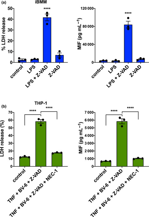 Necrotic cell death increases the release of macrophage migration inhibitory factor by monocytes/macrophages