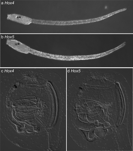 Details are in the caption following the image Details are in the caption following the image