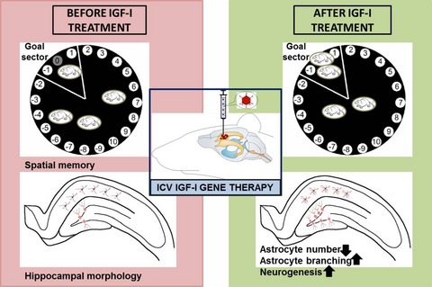 Insulin-like growth factor-I gene therapy increases hippocampal neurogenesis, astrocyte branching and improves spatial memory in female aging rats