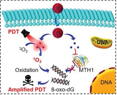 Carrier Free Photodynamic Synergists for Oxidative Damage Amplified Tumor Therapy