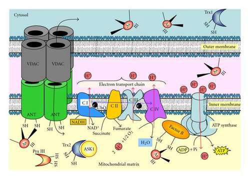 Details are in the caption following the image