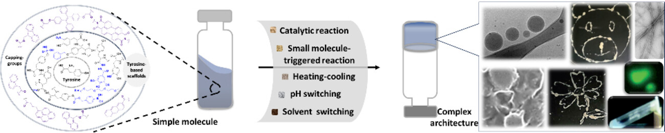 Self-assembly of Tyrosine Scaffolds in Aqueous Media: Complex Molecular Architectures from Simple Building Blocks