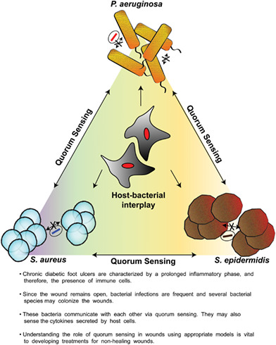 Bacterial chatter in chronic wound infections