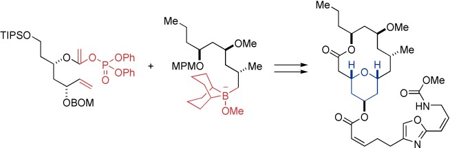 Total Synthesis of (+)-Neopeltolide