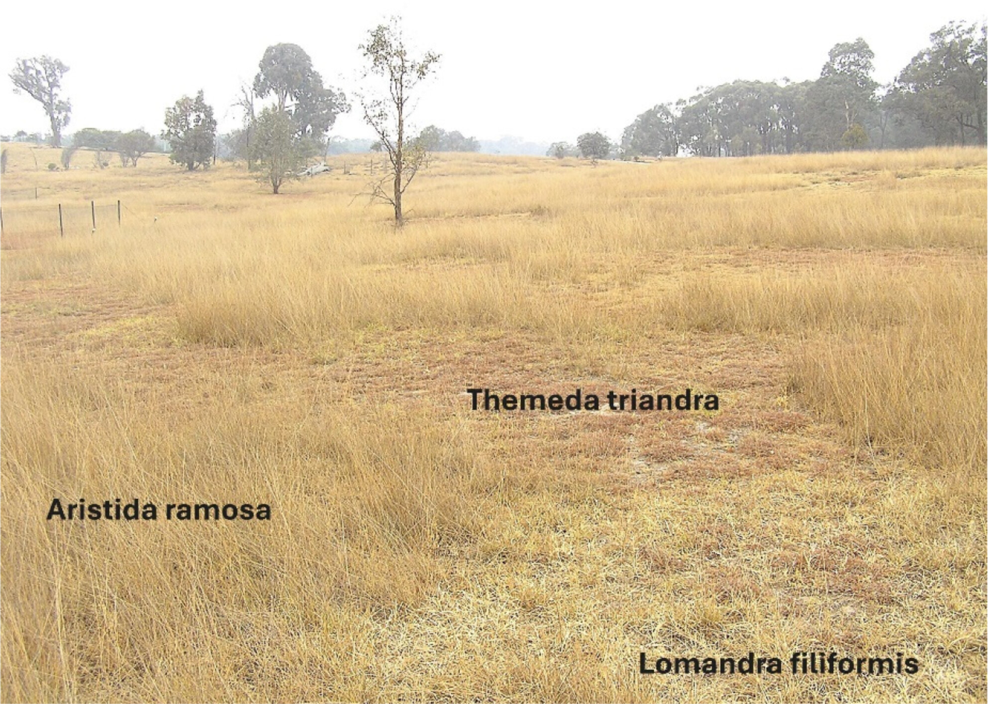 More Resistant Than Resilient: Effect of 15 Years Conservation Management on Ground-Layer Vegetation Composition in Temperate Woodland and Forest