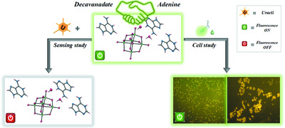 Crystal engineering of an adenine–decavanadate molecular device towards label-free chemical sensing and biological screening
