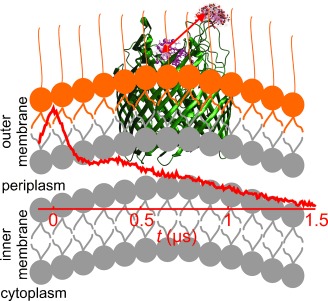 Distance Measurement on an Endogenous Membrane Transporter in E. coli Cells and Native Membranes Using EPR Spectroscopy