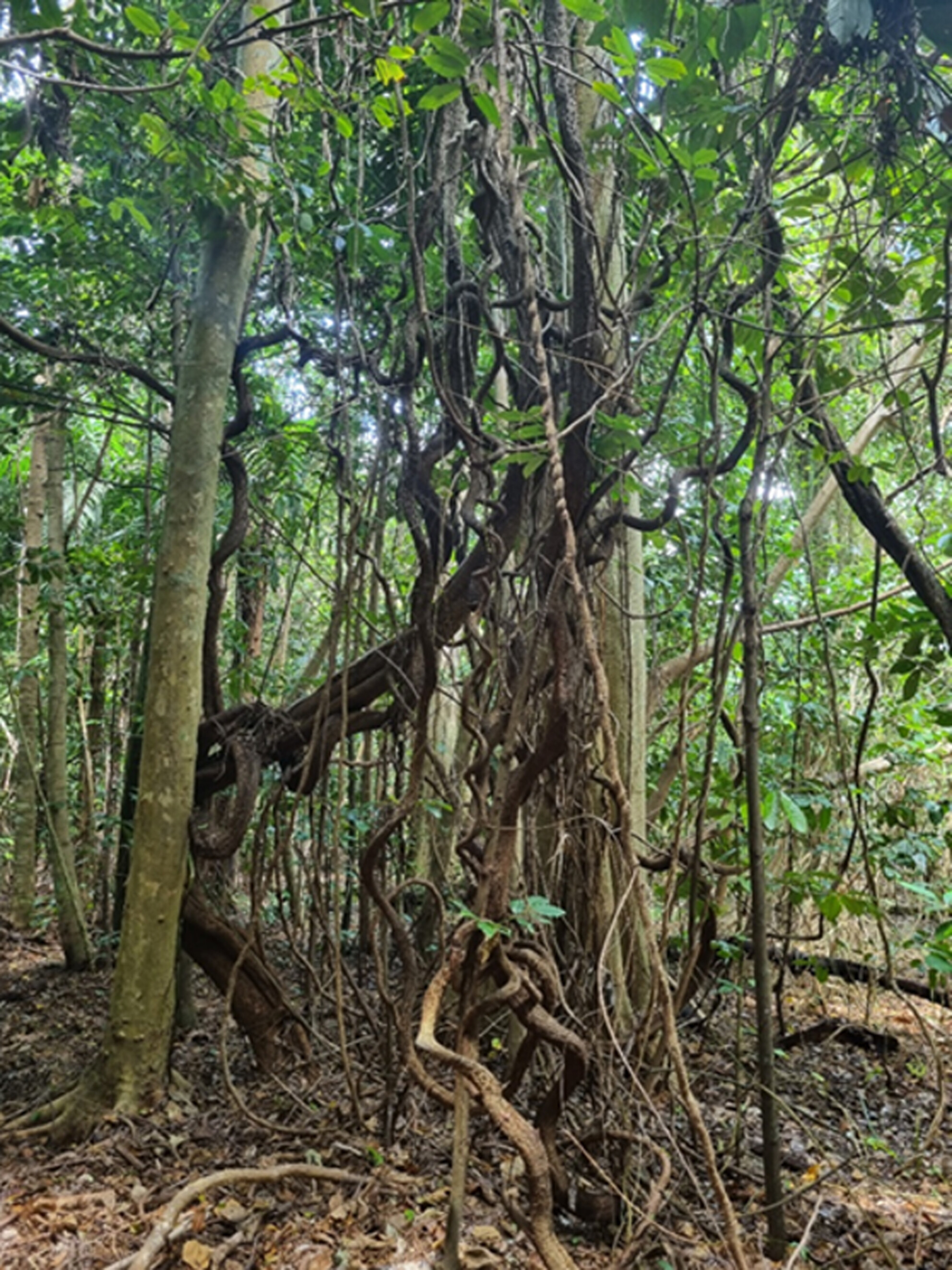 Effects of Climate, Soil, Topography and Disturbance on Liana Prevalence