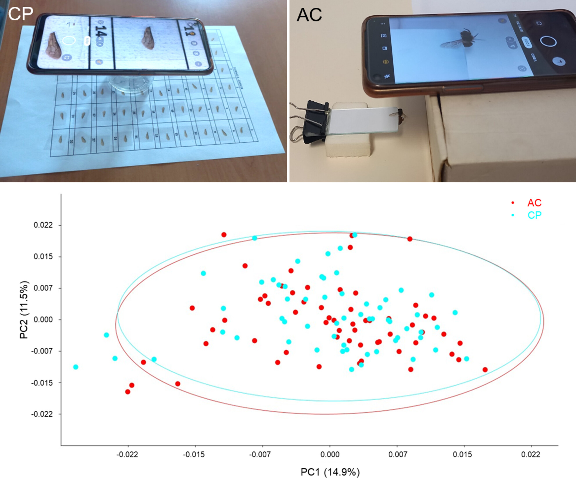 Stayin’ alive: Optimizing wing geometric morphometrics toward a harmless method Issue ,