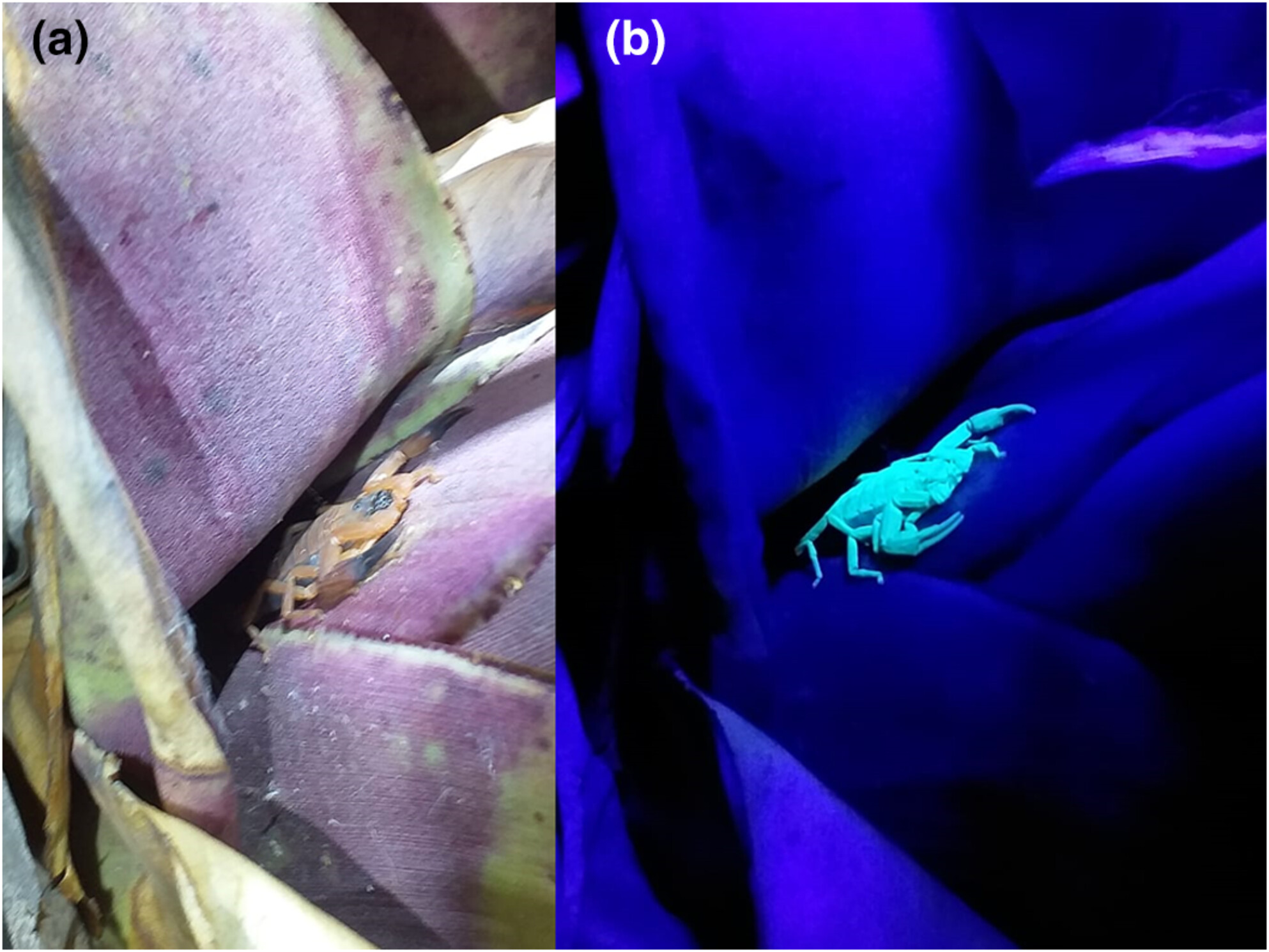 The role of bromeliad structural complexity on the presence, spatial distribution and predator avoidance in Tityus neglectus (Scorpiones: Buthidae)