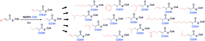 Screening and Engineering the Synthetic Potential of Carboxylating Reductases from Central Metabolism and Polyketide Biosynthesis