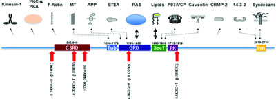 Neurofibromin (NF1) genetic variant structure–function analyses using a full-length mouse cDNA