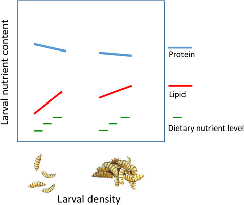Influence of larval density and dietary nutrient concentration on performance, body protein, and fat contents of black soldier fly larvae (Hermetia illucens)