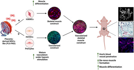 Placenta-Derived Mesenchymal Stromal-Like Cells Promote 3D-Engineered Muscle Tissue Differentiation and Vessel Network Maturation