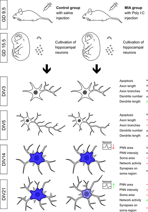 Poly I:C-induced maternal immune challenge reduces perineuronal net area and raises spontaneous network activity of hippocampal neurons in vitro