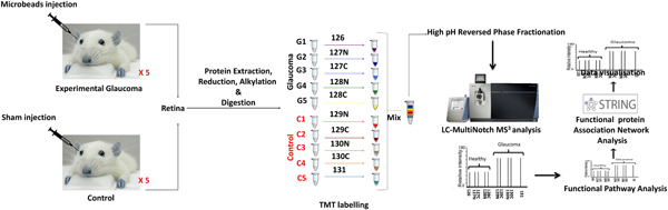 Retinal proteomics of experimental glaucoma model reveal intraocular pressure-induced mediators of neurodegenerative changes