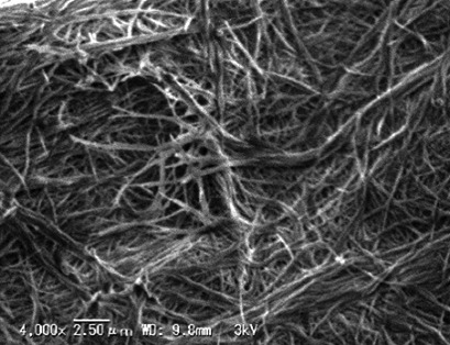 Shape Change and Growth Behavior of Monosodium Urate Monohydrate in a Gout Model