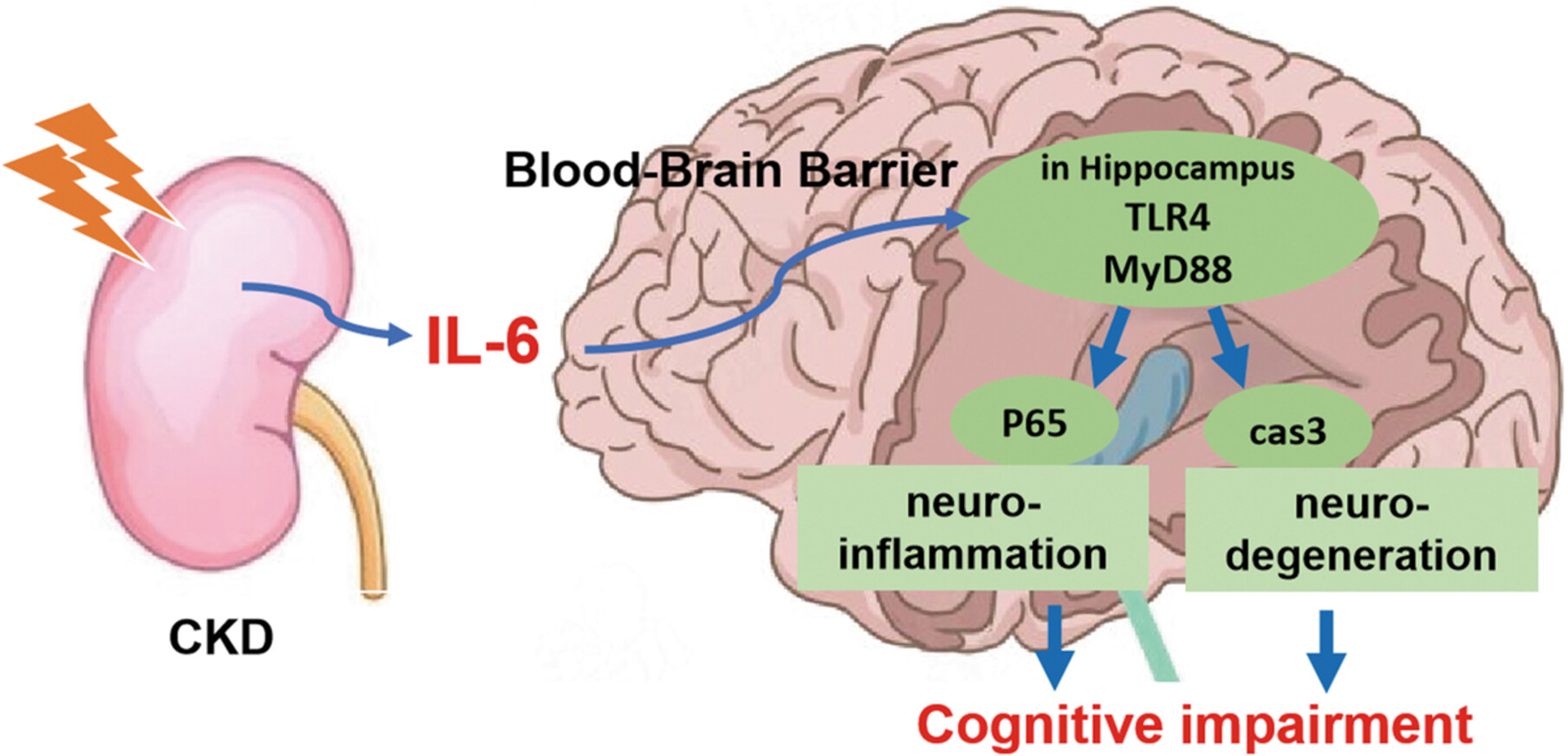 Interleukin-6 induces cognitive impairment via toll-like receptor 4 (TLR4)-mediated neuroinflammation and neurodegeneration in mice with chronic kidney disease