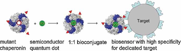 An Intrinsically Fluorescent Recognition Ligand Scaffold Based on Chaperonin Protein and Semiconductor Quantum-Dot Conjugates
