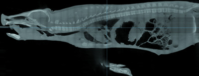 Live-pig-airway surface imaging and whole-pig CT at the Australian Synchrotron Imaging and Medical Beamline