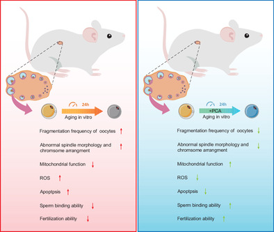 Protocatechuic Acid Delays Postovulatory Oocyte Ageing in Mouse