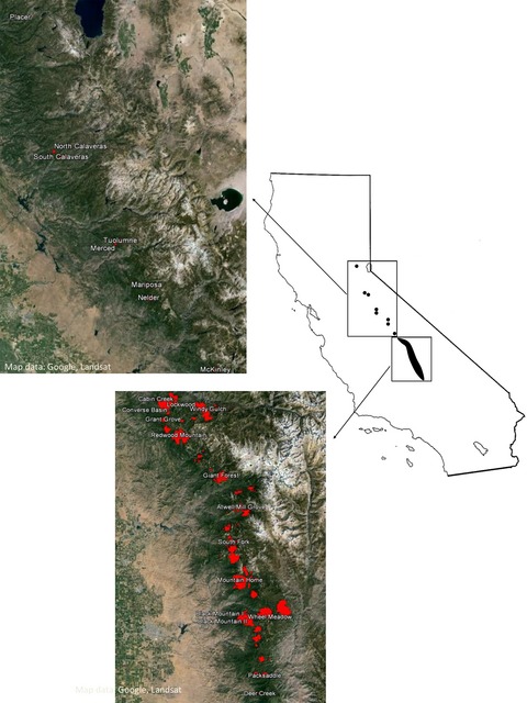 Long-term demographic decline and late glacial divergence in a Californian paleoendemic: Sequoiadendron giganteum (giant sequoia)