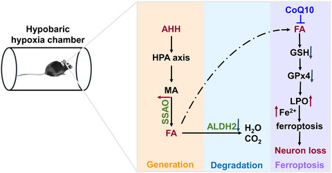 Acute high-altitude hypoxia exposure causes neurological deficits via formaldehyde accumulation