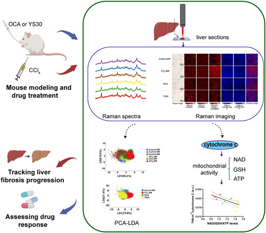 Label-free Raman spectroscopy for the assessment of liver fibrosis