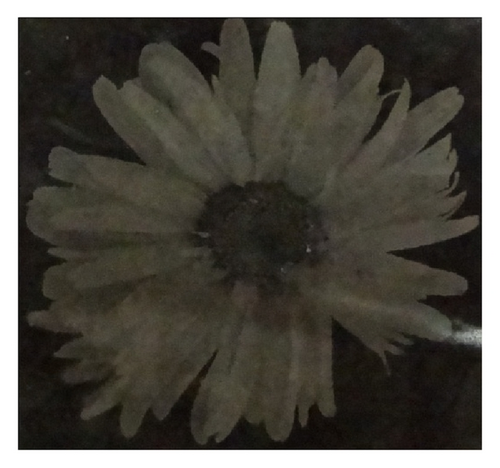 Details are in the caption following the image